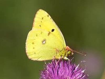 YellowFlutterby