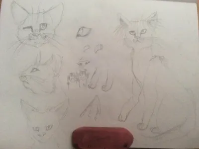 LYNXSTARWARRIOR's Photo LYNXSTARWARRIOR's Photo