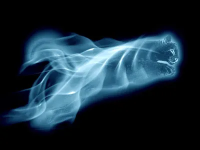 swiftwolfgamer's Photo swiftwolfgamer's Photo