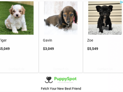 BISH WHY TF ARE PUPPIES OVER $5,500!?