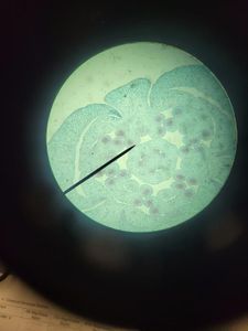 Floral bud under a microscope