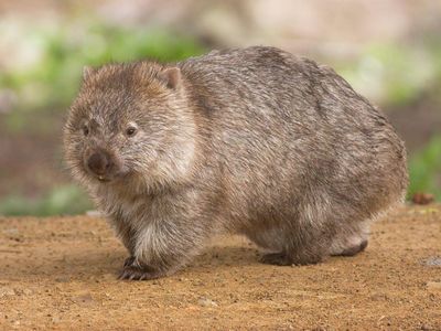 bare nosed wombat...........whole babey ..........