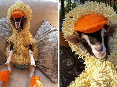 this goat named Polly has to have her duck costume w/ her or she'll have an anxiety attack :')