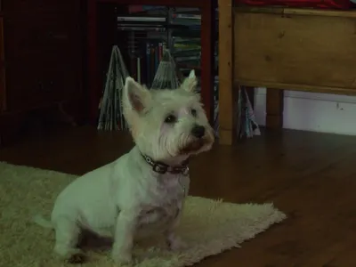 DogDogDog's Photo DogDogDog's Photo