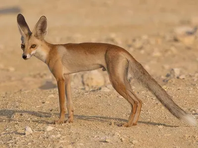 ChocolerryPOP's Photo ChocolerryPOP's Photo