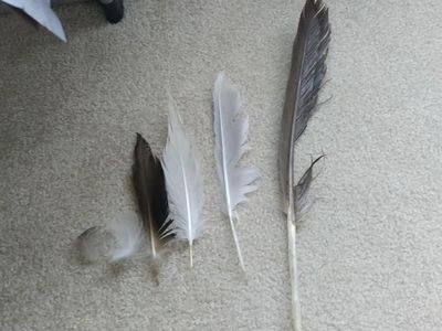 This is how many feathers I have?