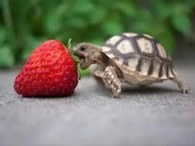 TeamFoxface TeamFoxface