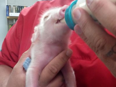 My teacher had the cutest piglet