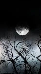 PurpleWolf24 PurpleWolf24