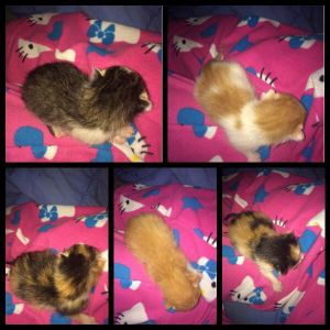 MY KITTYS!!!