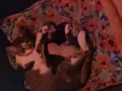 MrewHaHa's Photo MrewHaHa's Photo