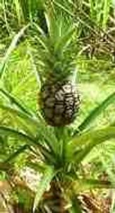 how a pineapple is born