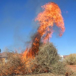 i appreciate this. (it's a tumbleweed getting burned)