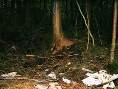 Oh f*ck this is Aokigahara in japan...i aint going in der!!!