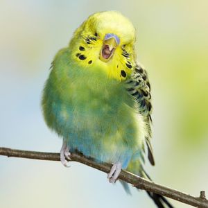 FluffyBudgies