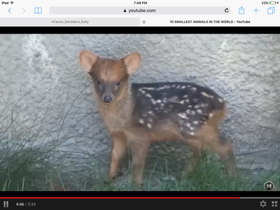 TATTLETAIL IS DYING OF CUTENESS THIS IS A DEER