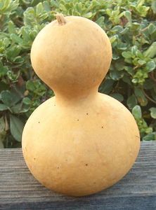 gourd