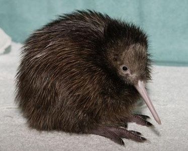 Kiwi bird so cute!!!