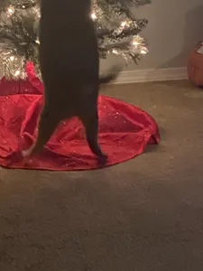 Tomius's Photo Tomius's Photo