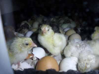 Chicks 1. There's about 20 in there. some are white, some are black