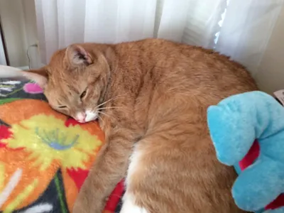 SmashPrincess's Photo SmashPrincess's Photo