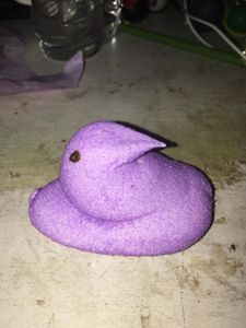 It is a wild purple gilbird