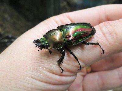 Rainbow stag beetle