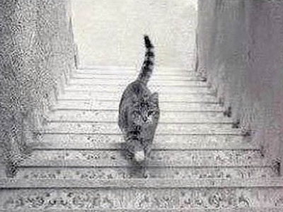 is the cat walking upstairs or downstairs?