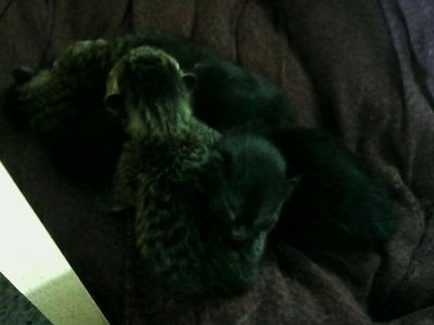 My cat's kittens