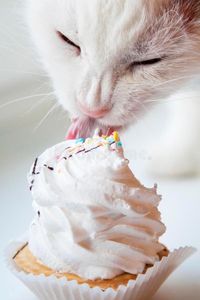 Cupcake_Kitty