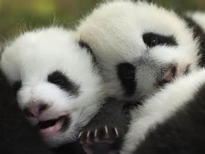 baby panda ?