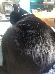 That adorable moment when your cat is curled up on your lap, and asleep.