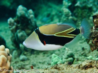 This fish is called the humuhumunukunukuapua'a