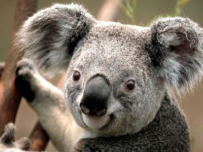 ilovekoalas