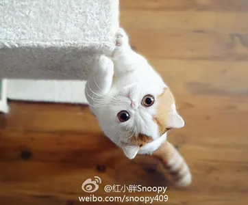 SenpaiDawn's Photo SenpaiDawn's Photo