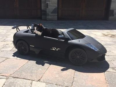 Deadmau5's cat, Meowingtons, in his own customized Lamborghini.