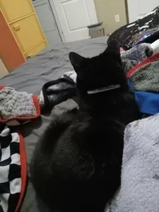 TinyGoat's Photo TinyGoat's Photo