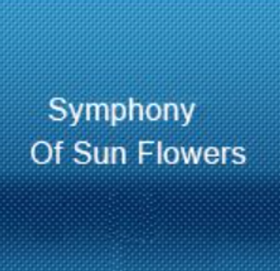 symphonyofsunflowers