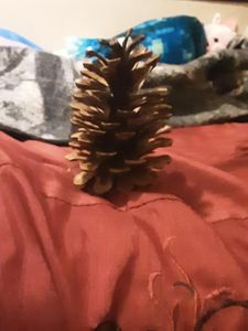 Pinecone pinecone pinecone