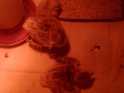 Nrw baby turkeys and bantie chicks