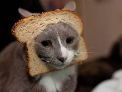 This is a very well bread cat! ???