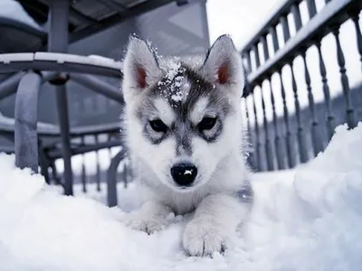 MagentaHusky's Photo MagentaHusky's Photo