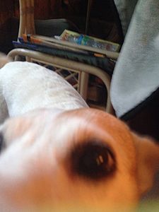 ok I tried to get a good picture of my other dog. Fail. xD