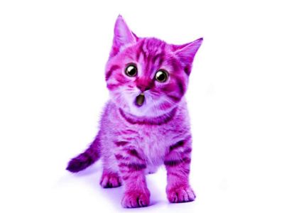 purplecats