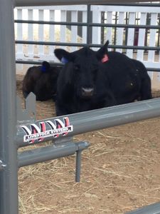 an angus cow and her calf <3