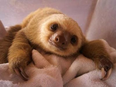 Also, has anyone acknowledged how CUTE baby sloths are?!