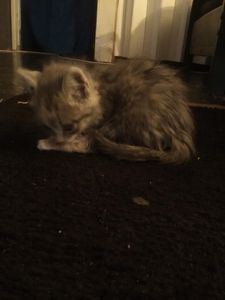 My new kitten!