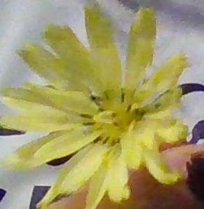 look! its the only flower in my garden that looks like this :D