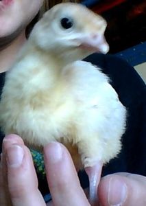 Salmonella, my baby Turkey