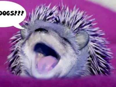 TheNutellaHedgehog's Photo TheNutellaHedgehog's Photo